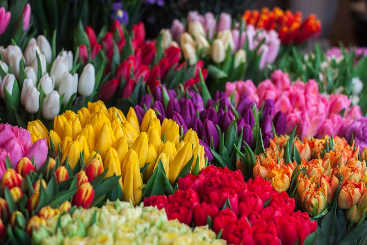 flores vigo tulipanes