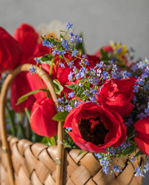 Summer or spring bouquet of daffodils and red tulips  in a wicker basket located on a white background. Blossom of spring flowers.